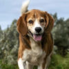 Profile picture of Scratch