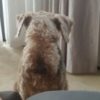 Profile picture of Archie