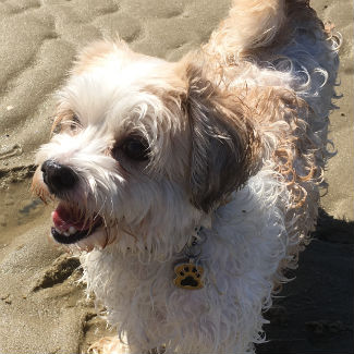 Profile picture of Buddy