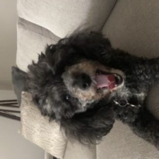Profile picture of Bella