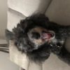 Profile picture of Bella