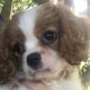 Profile picture of Lewis