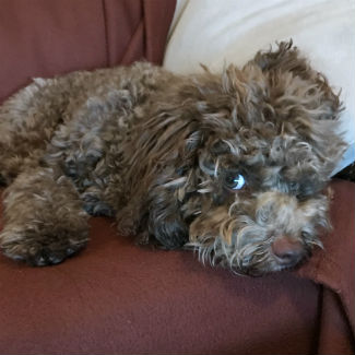 Profile picture of Bertie