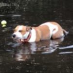 Profile picture of ALFIE