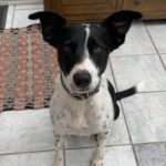 Profile picture of Dottie