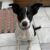 Profile picture of Dottie