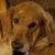 Profile picture of Peach