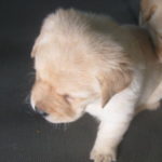 Profile picture of Sully