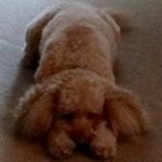 Profile picture of Teddy