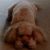 Profile picture of Teddy
