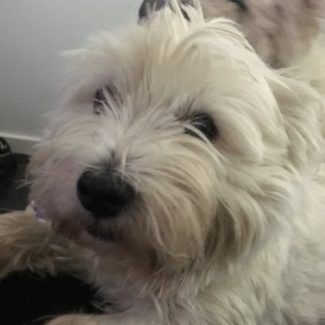 Profile picture of Samson