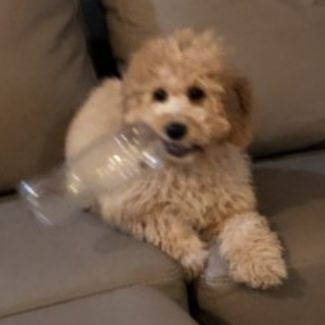 Profile picture of Ruby