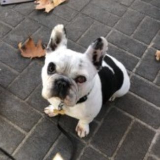 Profile picture of Piper