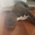 Profile picture of Diesel