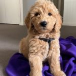 Profile picture of Sully
