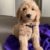 Profile picture of Sully