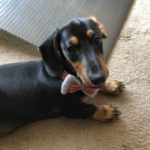 Profile picture of Rambo