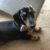 Profile picture of Rambo
