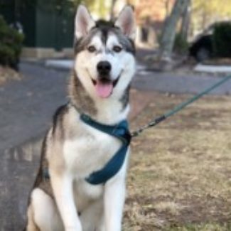 Profile picture of Apollo