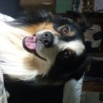 Profile picture of Panda