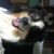 Profile picture of Panda