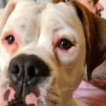 Profile picture of Archie