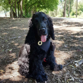 Profile picture of Alfie