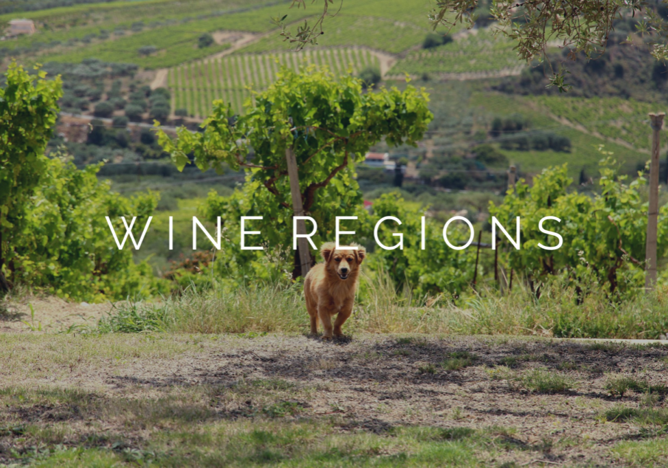 DOG-FRIENDLY-WINE-REGIONS-HERO-MOBILE